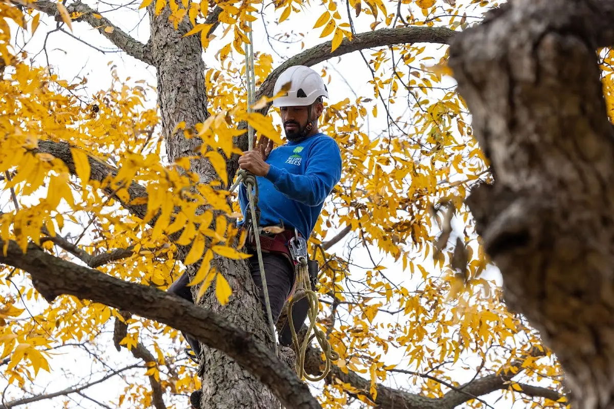 Skilled Tree Pruning crew working in Brownwood